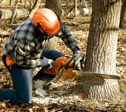 Tree Removal in Coin, IA